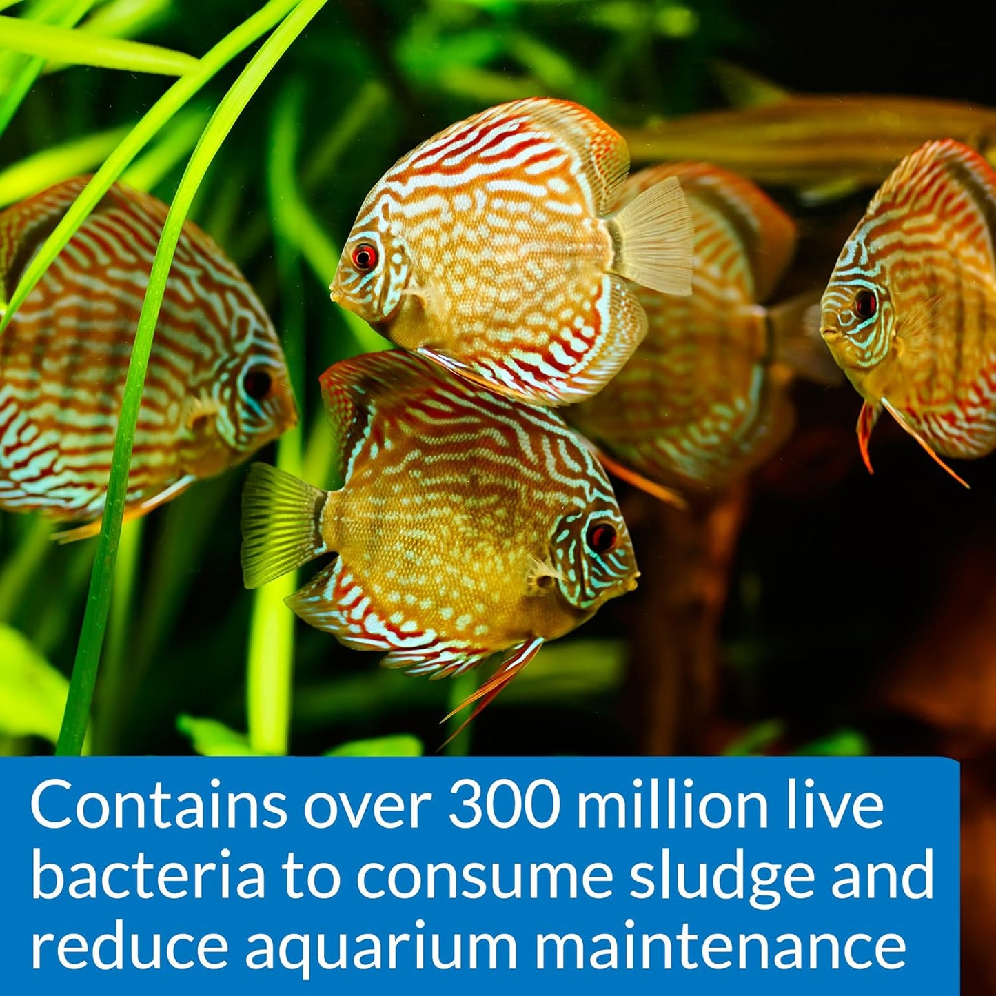 API STRESS ZYME Freshwater and Saltwater Aquarium Cleaning Solution 64-Ounce Bottle