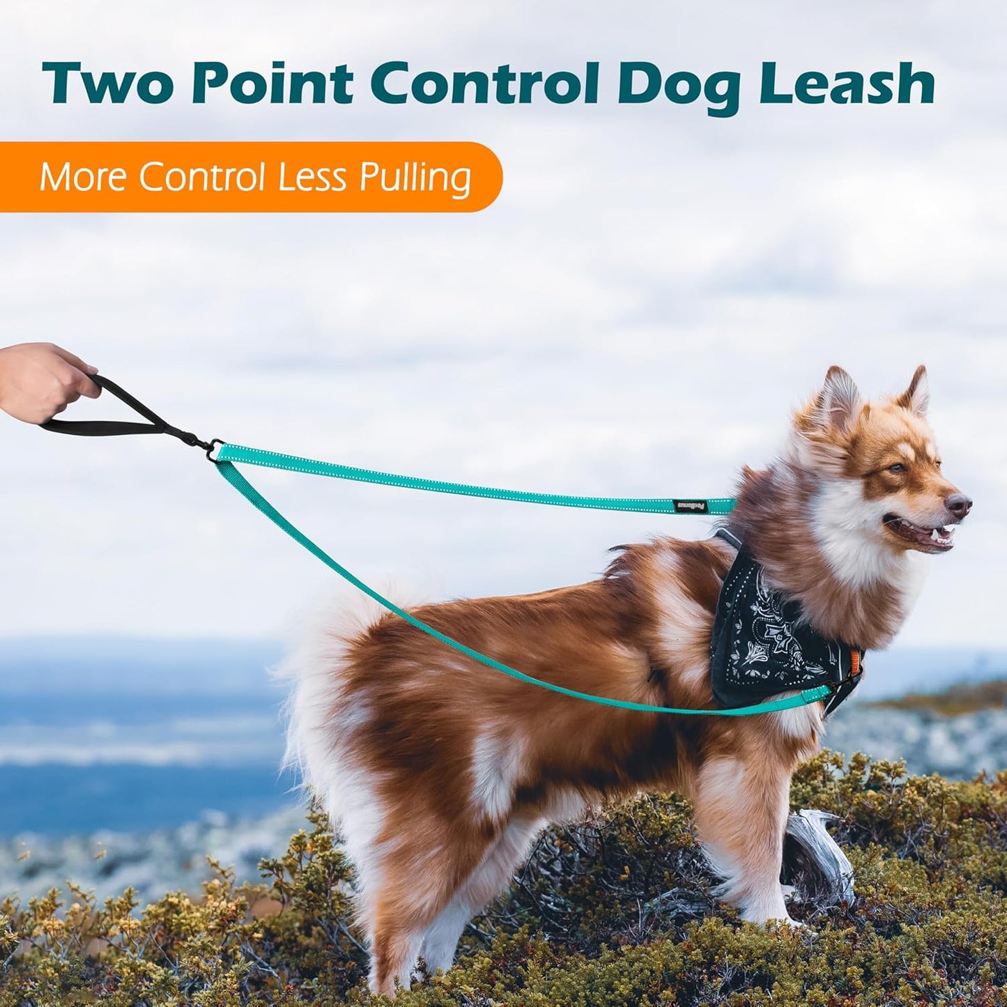 PetBonus Two Point Control Dog Leash, Works with No Pull Harnesses, No Tangle Dog Training Leashes, No Pull Padded and Reflective Walking Lead,Converts to Single Leash for Medium Large Dogs(Turquoise)