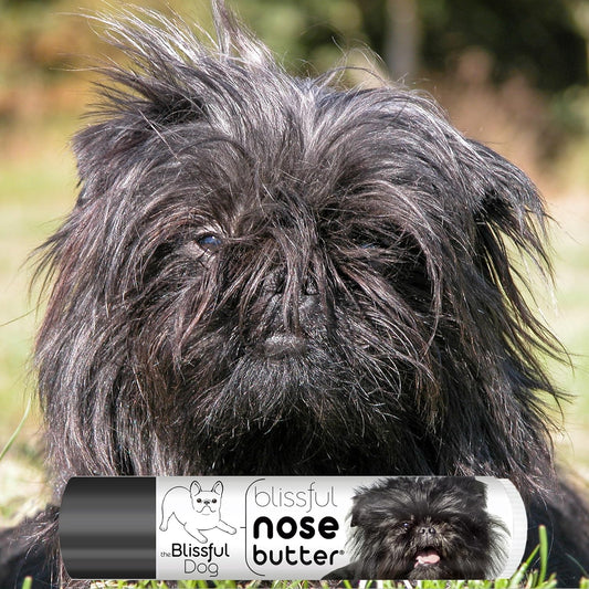 The Blissful Dog Affenpinscher Nose Butter for Dry, Cracked Skin, Lick-Safe Dog Nose Balm with Moisturizing Shea Butter, Almond, Olive, and Essential Oils, Pet Supplies, Uncented, 0.15 oz.