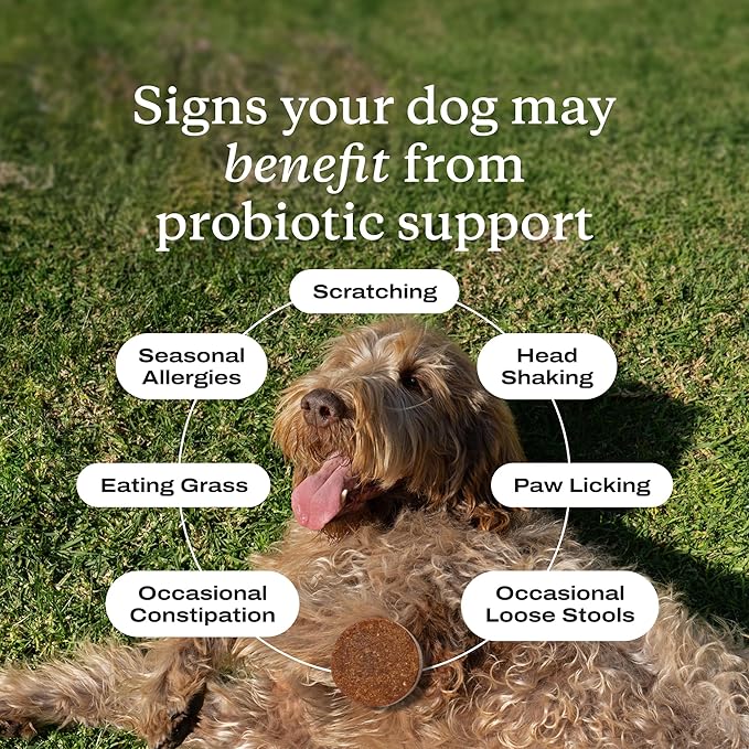 PetLab Co. Probiotics for Dogs - Support Gut Health, Occasional Diarrhea, Digestive Health, Paw Licking & Seasonal Allergies - Pork Flavor - 30 Soft Chews - Formulated for Medium Sized Dogs