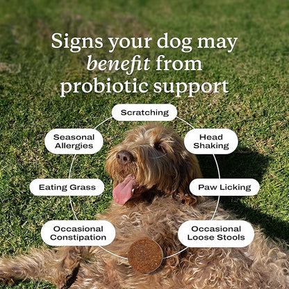 PetLab Co. Probiotics for Dogs - Support Gut Health, Occasional Diarrhea, Digestive Health, Paw Licking & Seasonal Allergies - Pork Flavor - 30 Soft Chews - Formulated for Medium Sized Dogs